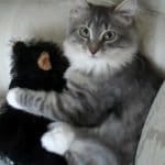 Man Gives His Kitty A Stuffed Teddy Bear – When The Cat Realises How Special It Is, She Won’t Let Go!