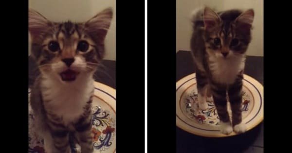 She asks her cat “What Are You Doing?”, but when he looks up, just listen to his response