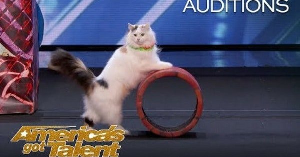 The Savitsky Cats Wins The Judges’ Hearts at America’s Got Talent With Their Amazing Tricks!