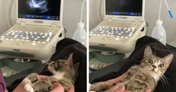 Cat Has Best Reaction To Finding Out She’s Pregnant
