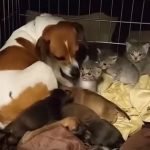 This Beagle Momma Takes Care of 3 Abandoned Kittens Just Like They’re Her Own!