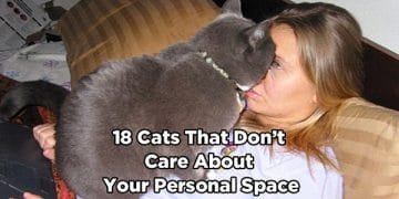 18 Cats That Simply Don’t Care About Your Personal Space!