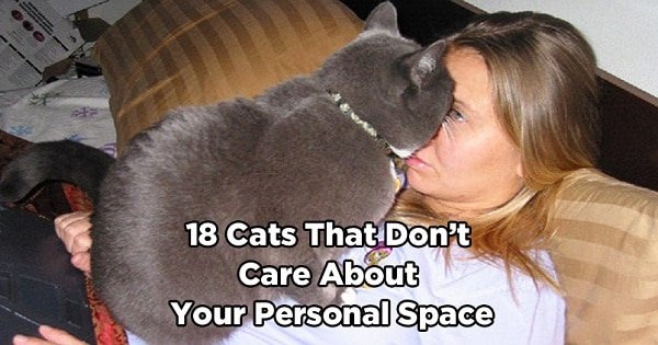18 Cats That Simply Don’t Care About Your Personal Space!