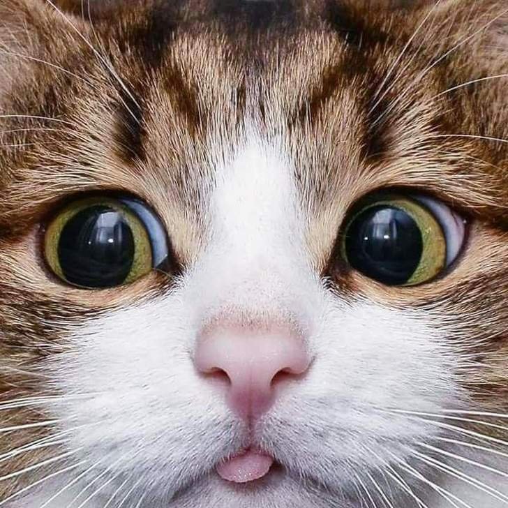 10+ Pics Proving That Cats Are The Cutest Animals On Earth!