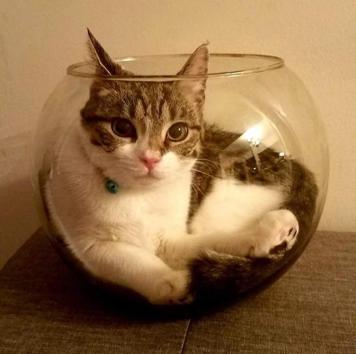 10+ Pics Proving That Cats Are The Cutest Animals On Earth!