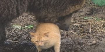 Bear Simply Can't Take Being Separated From His Longtime Cat Friend