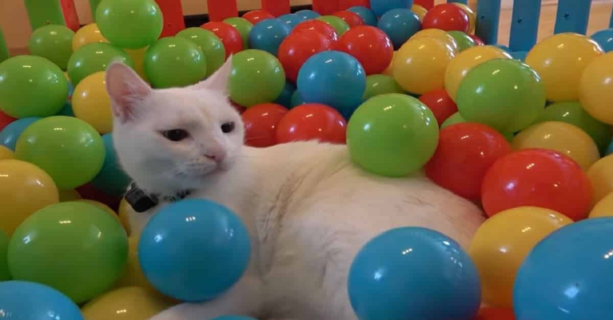 Humans Gave Their Cats A Ball Pit!