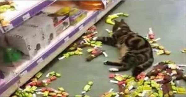 Lost Tabby Is Found At Nearby Store Helping Himself to Catnip Products!