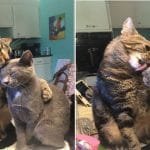 Shy Cat Finally Opens Up When He Meets Cute Rescued Kitten!