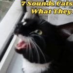 7 Sounds Our Cats Make and What They Mean!