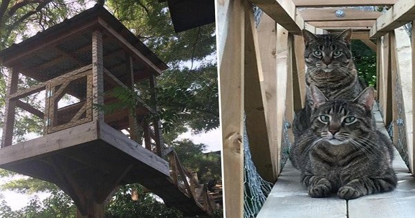 Cat Daddy Builds Epic Outdoor Construction For Cats So They Can Always Be Safe!