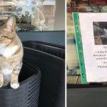 Cat Pretended To Be A Homeless Stray To Get Free Food And Cuddles From Shoppers!