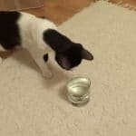 Cat's Mind Is Blown By Sparkling Water