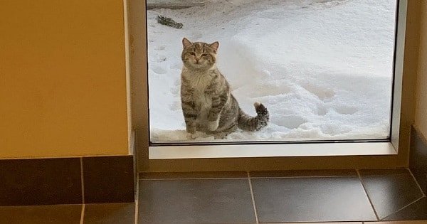 Cold Stray Cat Shows Up At The Fire Station Asking For Help