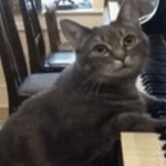 Family Hears The Strangest Piano Tune Being Played In The Room Next Door - And Well, It's The Cat!