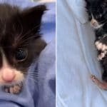 Litter of Kittens Found Crying In Trash Bag Rescued!