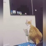 Mama Cat Retrieves Toy For Her Kitten