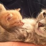 Mama Cat Who Lost A Litter Saves a Tiny Orphan’s Life!