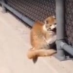 Man Discovers A Cat With Its Head Stuck In a Fence On The Freeway!