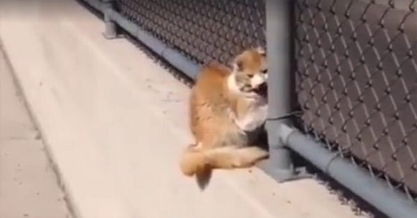 Man Discovers A Cat With Its Head Stuck In a Fence On The Freeway!