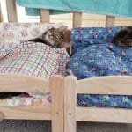 Shelter Cats Curl Up on Donated IKEA Beds – Be Sure To Watch The Adorable Clip