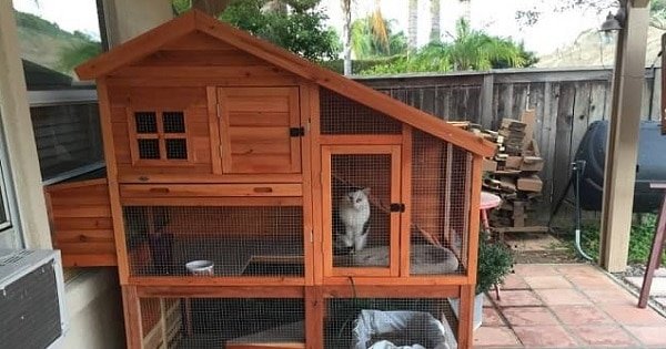 Woman Buys Her Kitties A Chicken Coop – And They Love It!