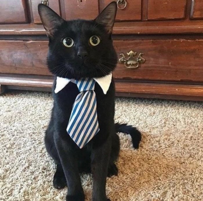 Here Are 17 Hardworking Cats Who Are The Best At Their Jobs