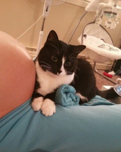 Cat Fell in Love with Baby Bump and Now Protects Him All the Time 2
