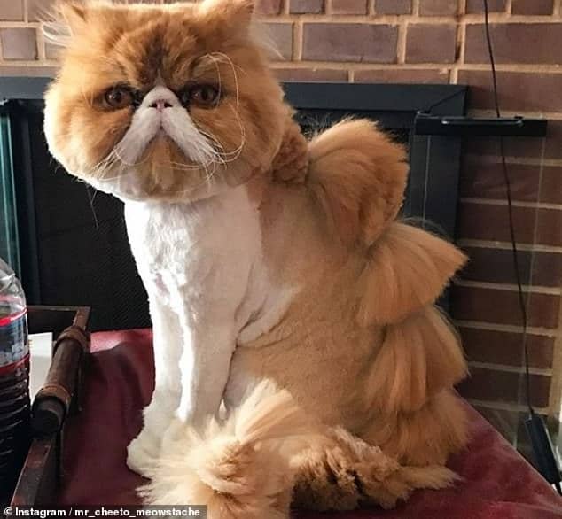 Bizarre New Pet Grooming Trend - Cats Shaved To Look Like Dinosaurs! 2