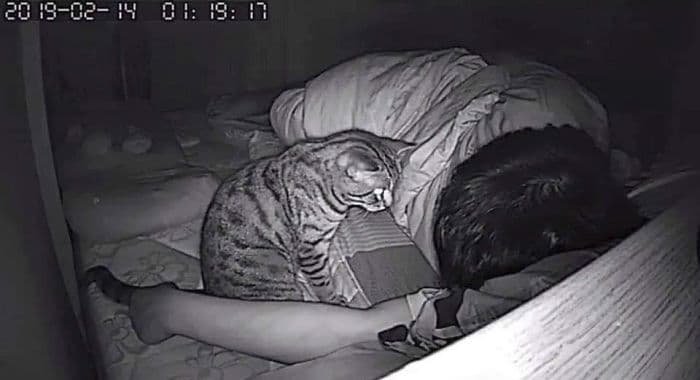 Man Set Up Hidden Camera To Record What His Cat Does At Night And It’s Hilarious 2