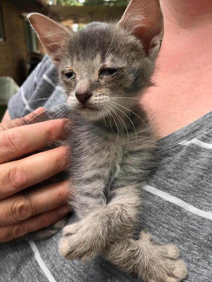 Sad Kitten With Very Unique Paws Walks Up To Woman And Begs Her To Take Him Home 2
