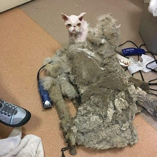 Poor Neglected Cat Gets The Makeover After Losing 5 Pounds Of Matted Fur 3
