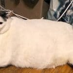 41-pound Cat On A Mission To Find A New Home!