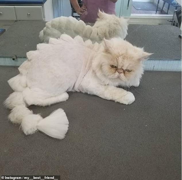 Bizarre New Pet Grooming Trend - Cats Shaved To Look Like Dinosaurs! 4