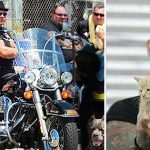 Biker Gang Confronts Violent Pet Owners To Rescue Desperate Animals From Them