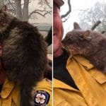 California Firefighter Rescued A Kitty From Wildfire And Now She Won’t Leave His Side