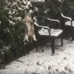 Cat Discovers Snow For The Very First Time!