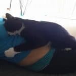 Cat Fell in Love with Baby Bump and Now Protects Him All the Time
