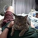 Man Set Up Hidden Camera To Record What His Cat Does At Night And It’s Hilarious
