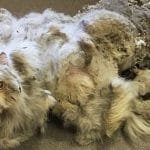 Poor Neglected Cat Gets The Makeover After Losing 5 Pounds Of Matted Fur