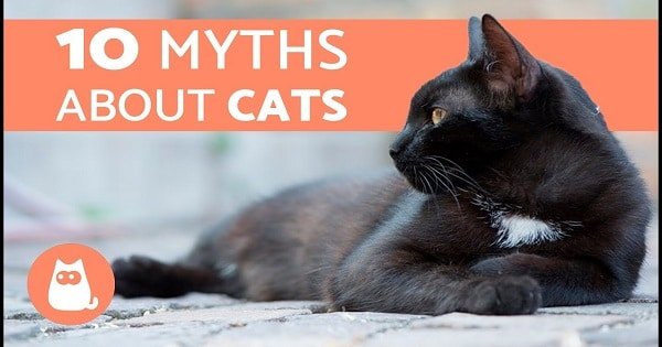 10-myths-about-cats-that-are-utter-nonsense