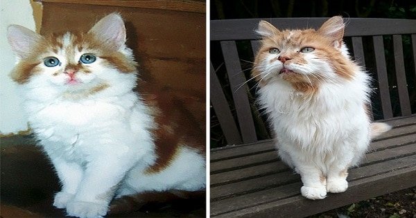 137 in Human Years – Rubble Is the Oldest Cat in the World – And Celebrates His 30th Birthday!