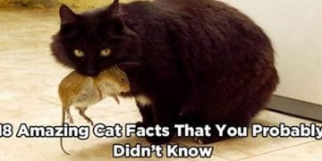 18 Amazing Cat Facts That You Probably Didn’t Know