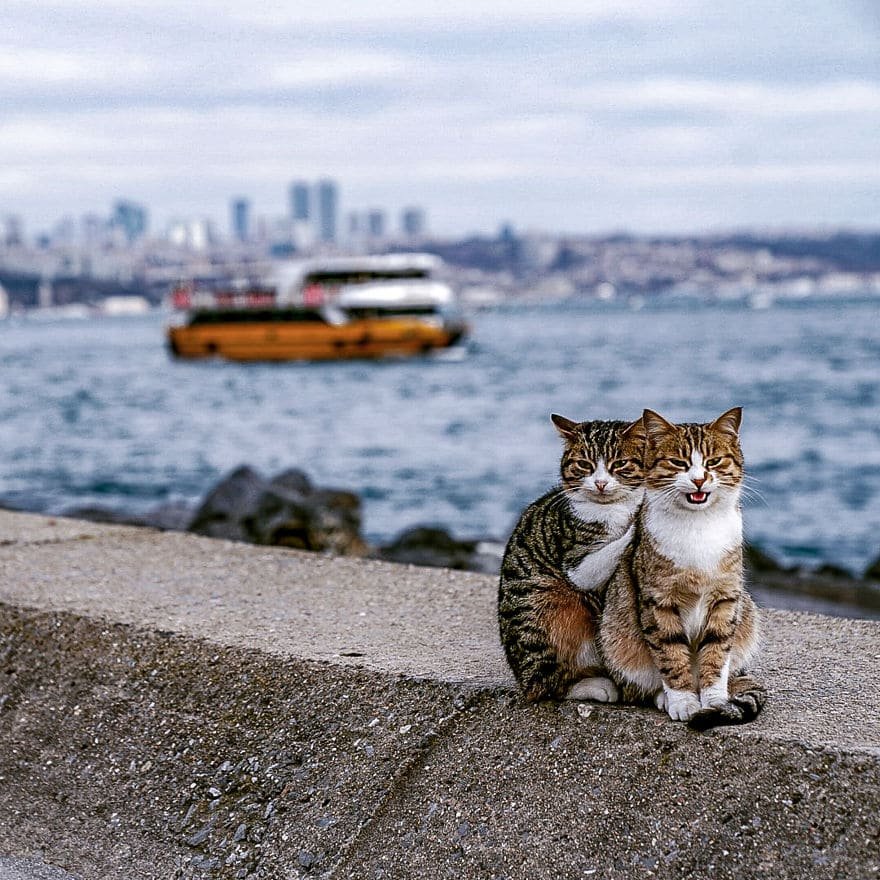 These Pics of Turkish Cats Will Warm Your Heart 1