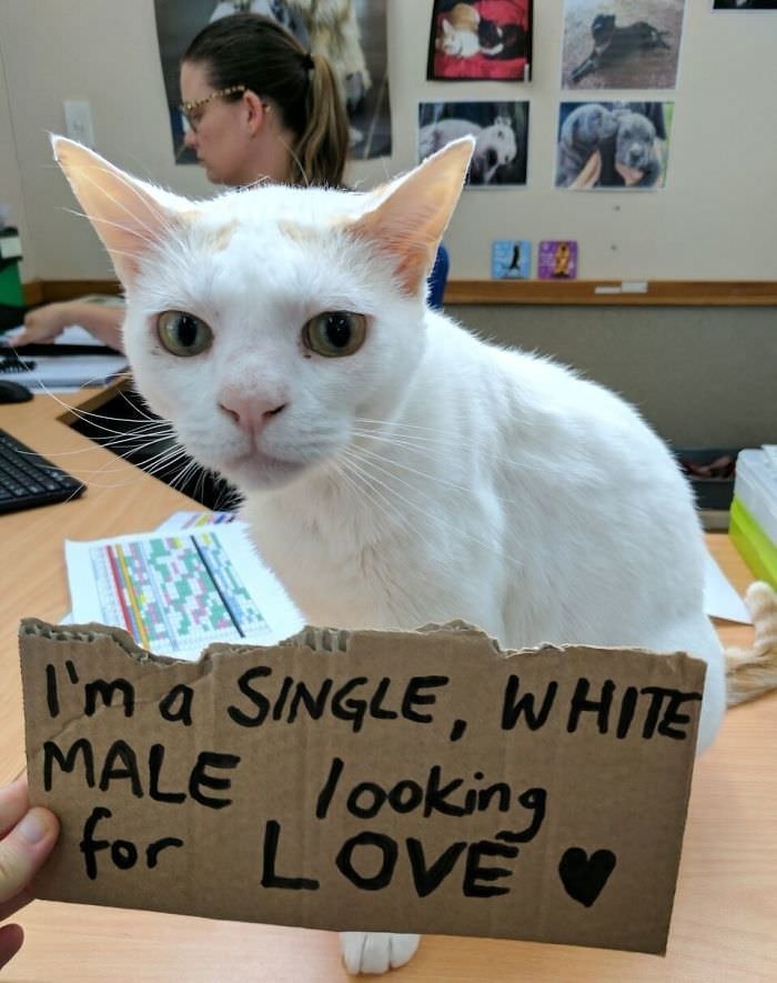 This Cat Had Been Waiting In Shelter For More Than 400 Days, So The Staff Came Up With A Plan 1