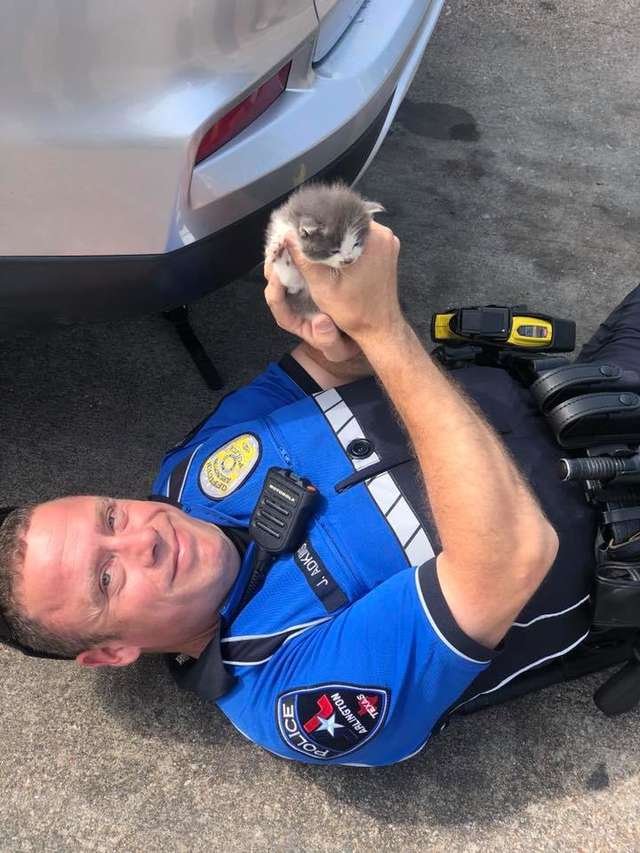 Kittens Can’t Stop Cuddling With The Police Officer Who Rescued Them 1