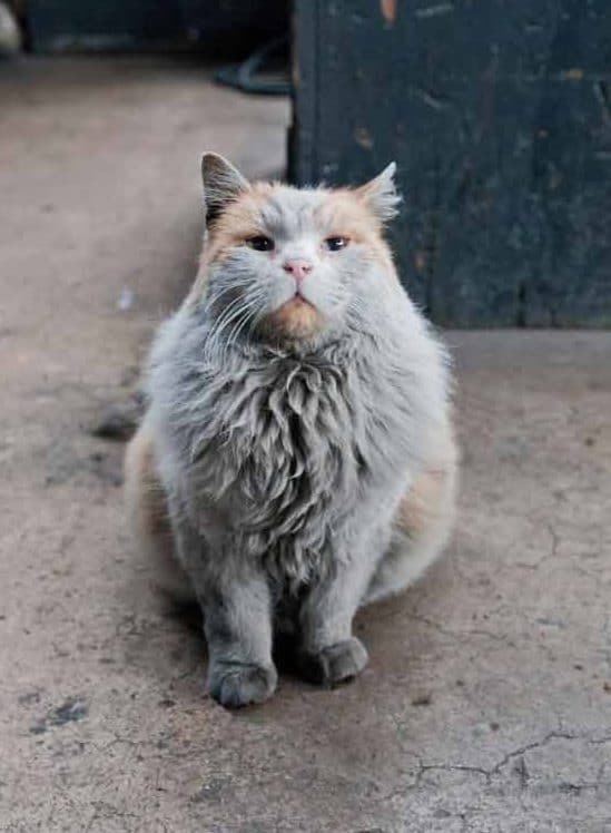 Meet The Nevada Railway Cat That Looks Like He Needs A Bath 2