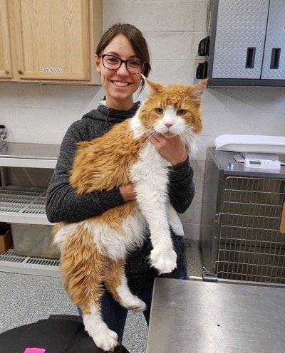 Giant Cat Arrives at Shelter, Within Hours Finds His Forever Home 2