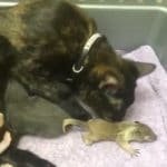 Awesome Mama Cat Adopts a Baby Squirrel