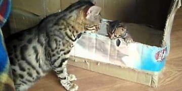 Bengal Mother Cat Talking to Her Kitten